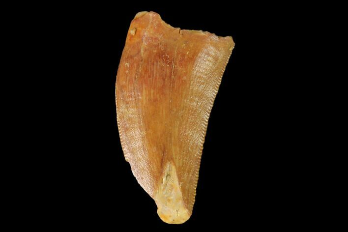 Serrated, Raptor Tooth - Real Dinosaur Tooth #139332